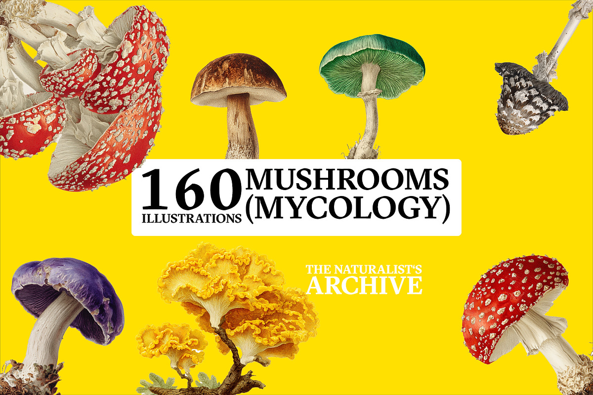 The Naturalist's Archive, an Object Graphic by Jacober Design (Photo 5 of 5)