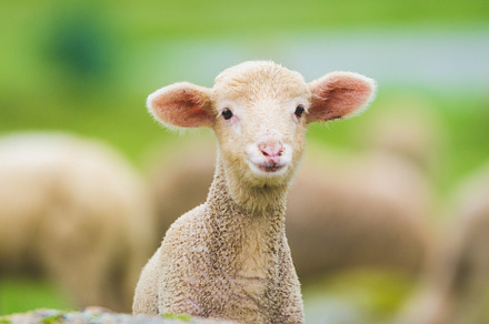 Cute little lamb containing adorable, agriculture, and animal, an Animal Photo by Fotoeventis