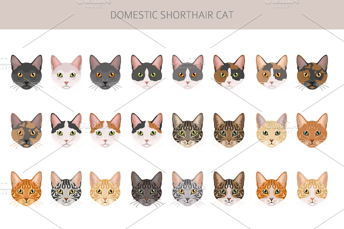 Domestic shorthair cat, an Animal Illustration by pet design shop (Photo 5 of 6)