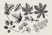 Autumn Leaves and Flowers Vector Set, an Object Graphic by Yevheniia (Thumbnail 4 of 11)