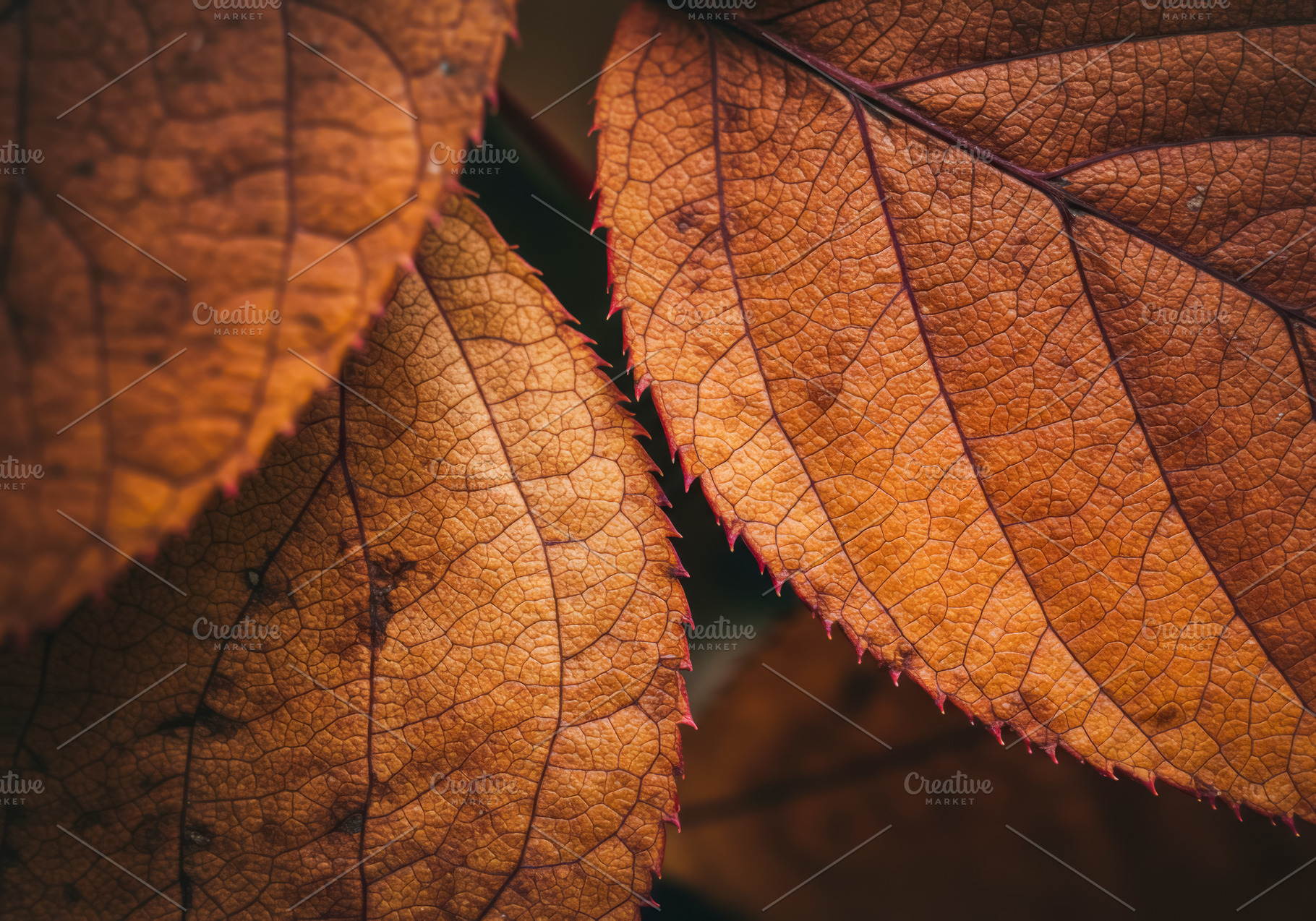 Close-up of autumn leaves with detai, a Nature Photo by professorinc