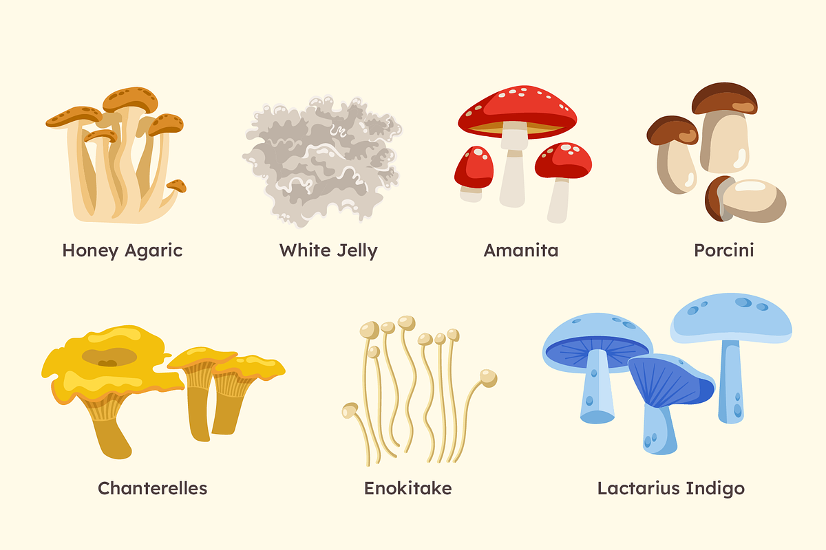 Wild Mushroom Illustrations, a Seasonal Illustration by ThePixelLibrary (Photo 3 of 10)