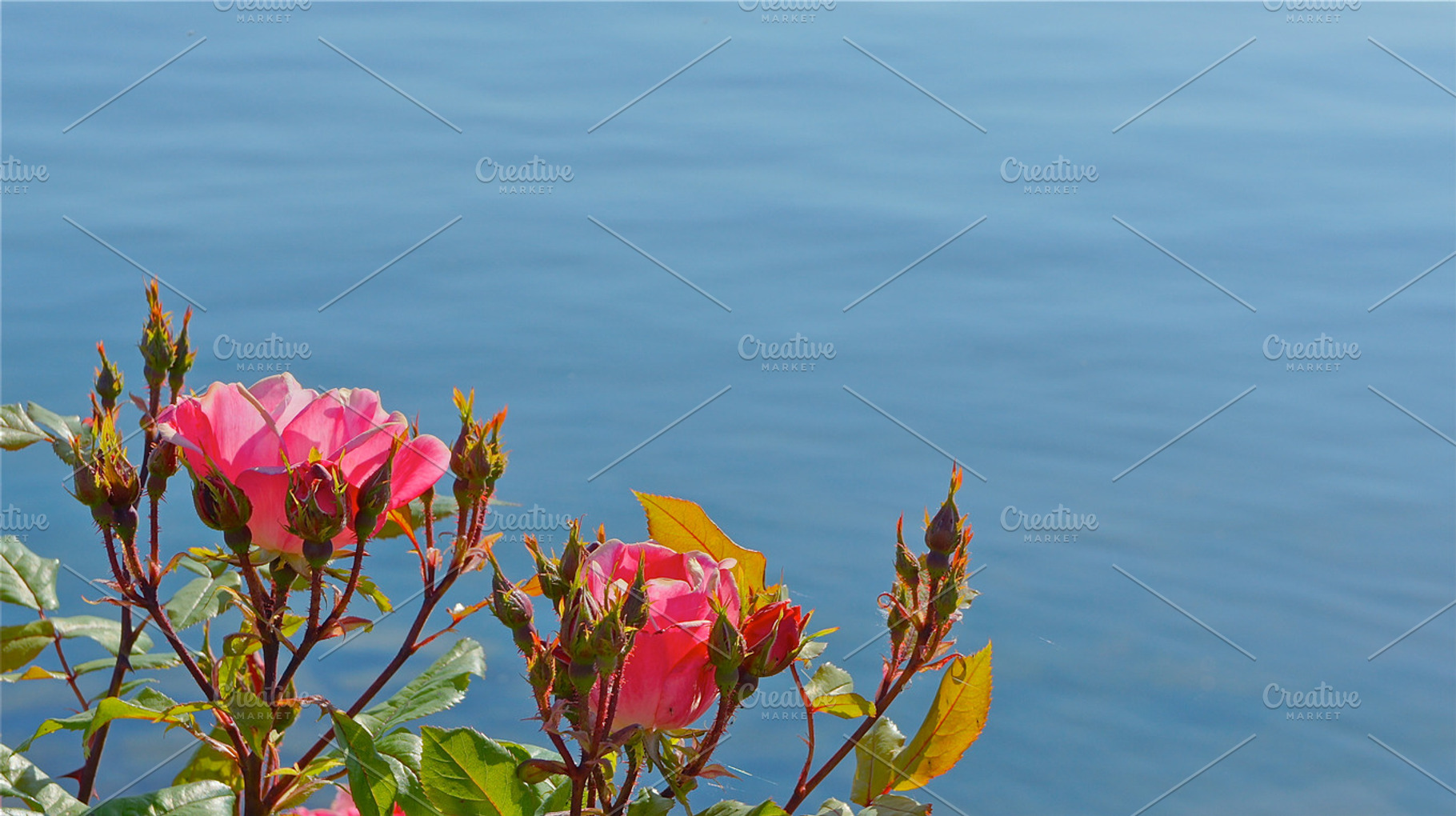 Lake Roses