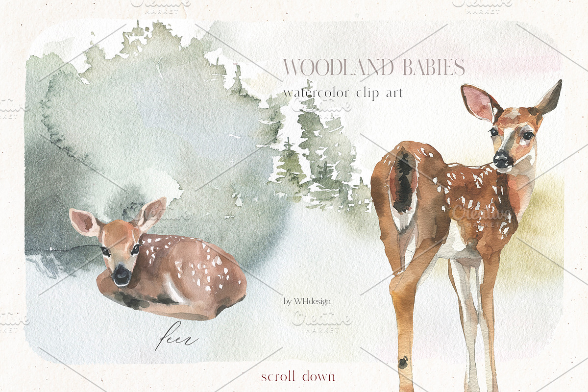 Woodland Babies Wild Animals Clipart, an Animal Illustration by whiteheartdesign (Photo 3 of 28)