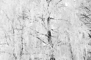 Winter forest, a Nature Photo by BOOCYS