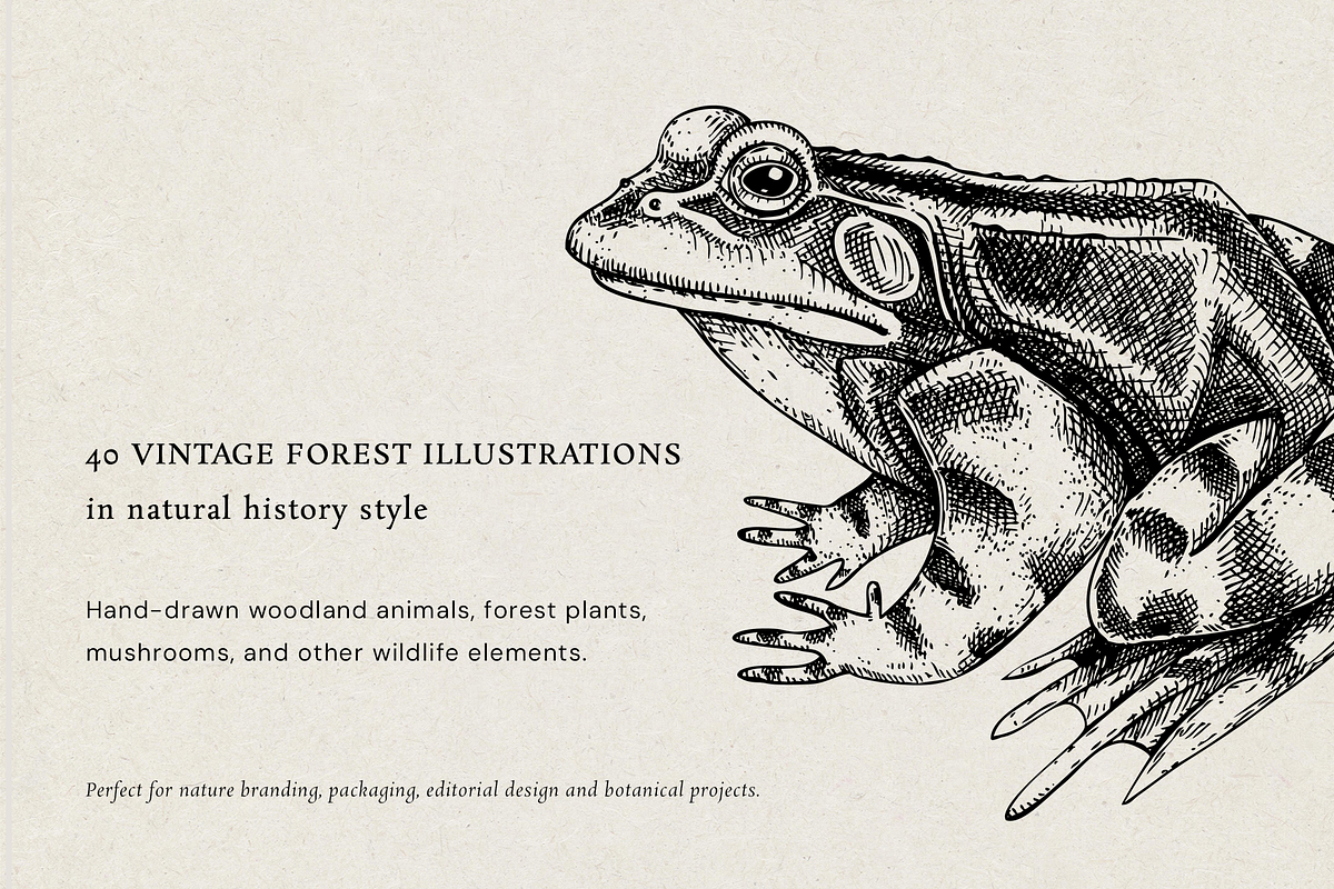 Vintage Forest Illustrations Set, an Object Graphic by Yevheniia (Photo 2 of 7)