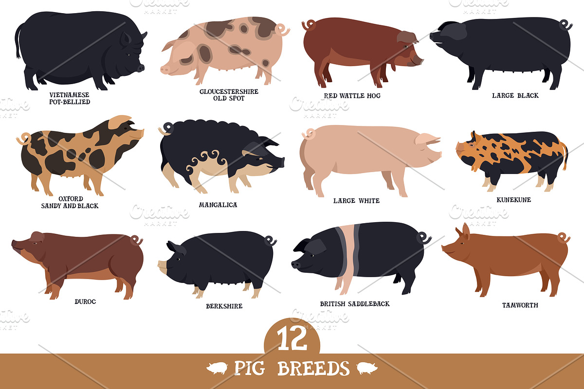 Pig breeds, an Animal Illustration by Nenilkime