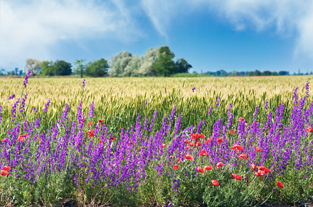 Beautiful summer field., a Nature Photo by YuriyB