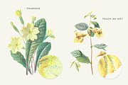 Vintage Flower Illustrations Bundle, an Illustration by Greta Ivy (Thumbnail 37 of 62)