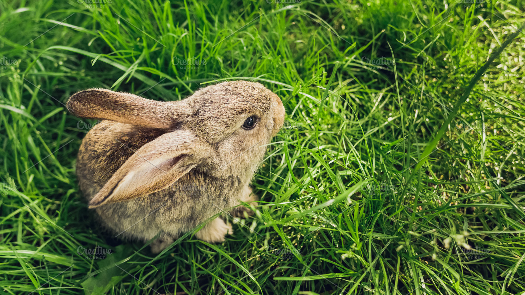 Grey baby rabbit in grass, an Animal Photo by Andriana Syvanych