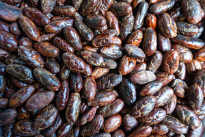Roasted cacao beans after being processed in the Amazon rainfore, a Food & Drink Photo by GoodGoods
