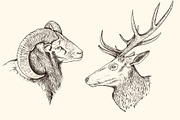 Hand Drawn Portraits of Animals, an Animal Illustration by Artspace (Thumbnail 2 of 4)