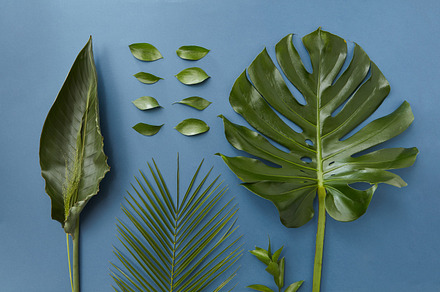 Green leaves isolated featuring green, leaf, and palm, a Nature Photo by Yaroslav Danylchenko