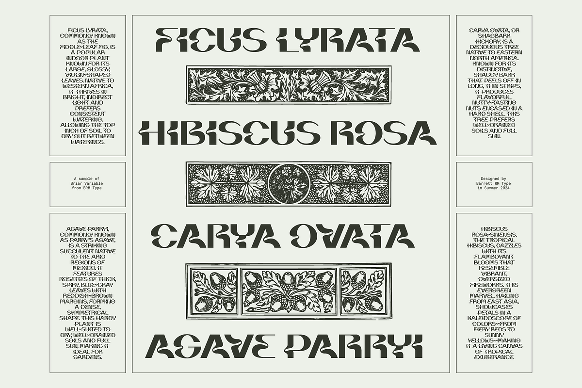 Briar - Fluid Variable Typeface, a Sans Serif Font by Barrett Reid-Maroney (Photo 8 of 10)