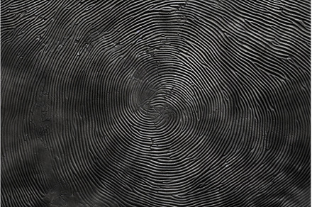 Detailed Fingerprint colorful, a Technology Photo by Ylivdesign