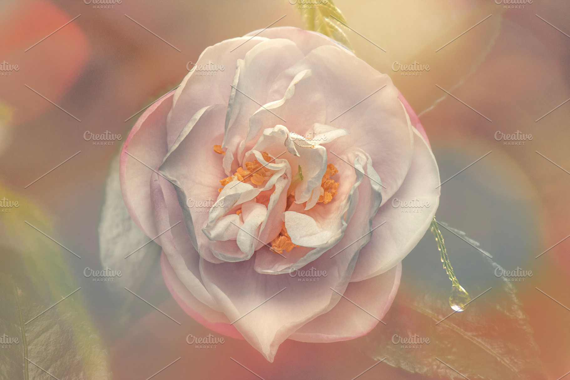 White Camellia Sasanqua Flower, a Nature Photo by Rob D Animal Photography