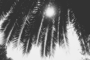Black and White Palm Leaves