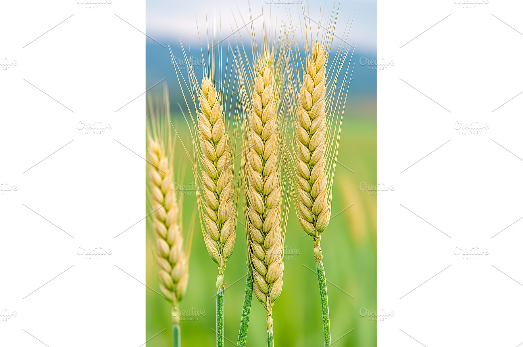 Close up of Golden Wheat Ears in a, a Nature Photo by Lermont51