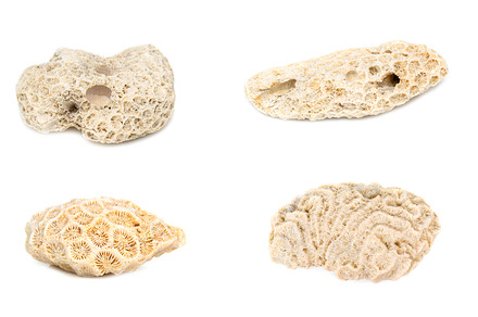 Group of coral cubes., a Nature Photo by yod67