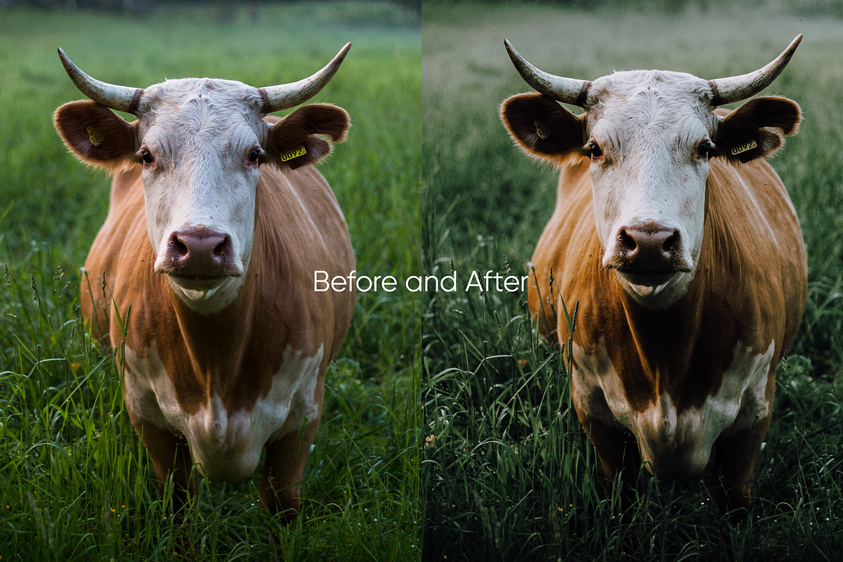 10 Evergreen Lightroom Presets, a Preset Add-On by Oak Digital Studios (Photo 2 of 10)