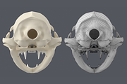 Cat Skull Base Mesh, an Animal 3D Model by VK Studio (Thumbnail 4 of 8)