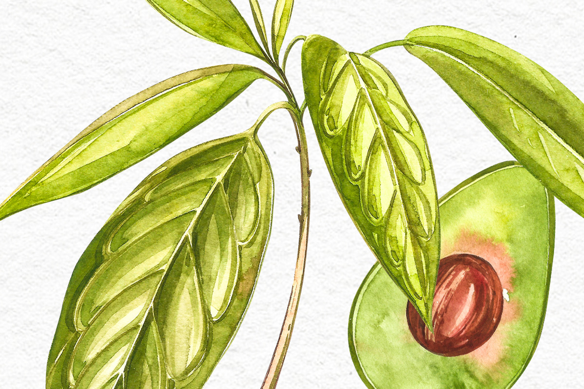 Avocado in botanical style, a Food Illustration by Ann Astro (Photo 4 of 13)
