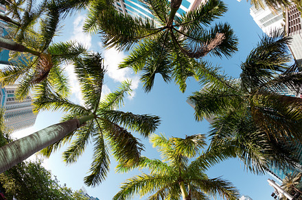 Palm trees in the city stock photo containing miami and florida, a Holiday Photo by FunkyMedia