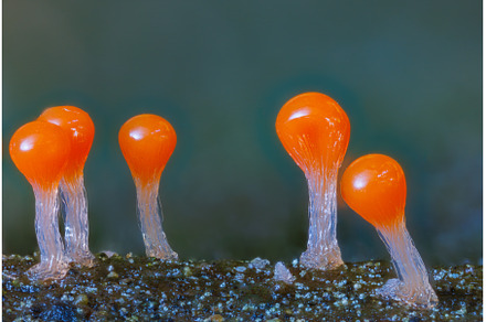 Orange slime mold - Trichia