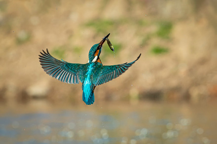 Kingfisher in flight with a fish in featuring wildlife, kingfisher, and bird, an Animal Photo by Nat