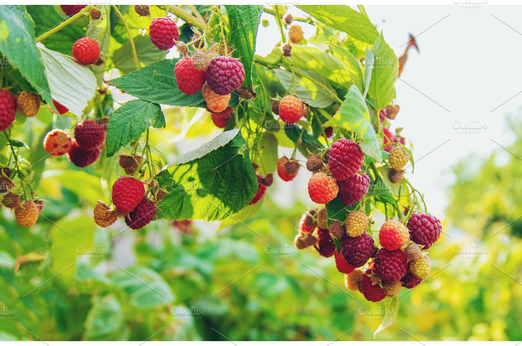 Raspberries grow in the garden, a Food & Drink Photo by yanadjana