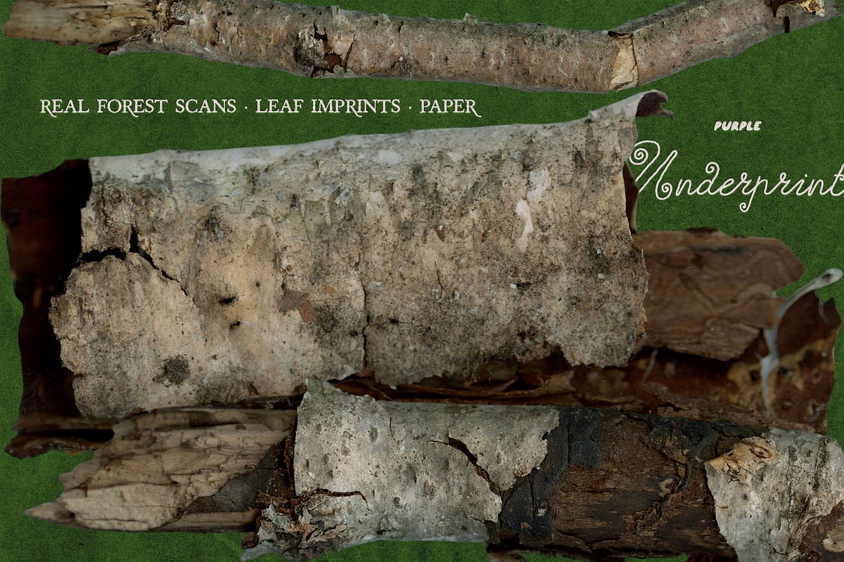 Leaf Imprints, Forest Scans & Paper, an Object Graphic by Purple (Photo 5 of 20)