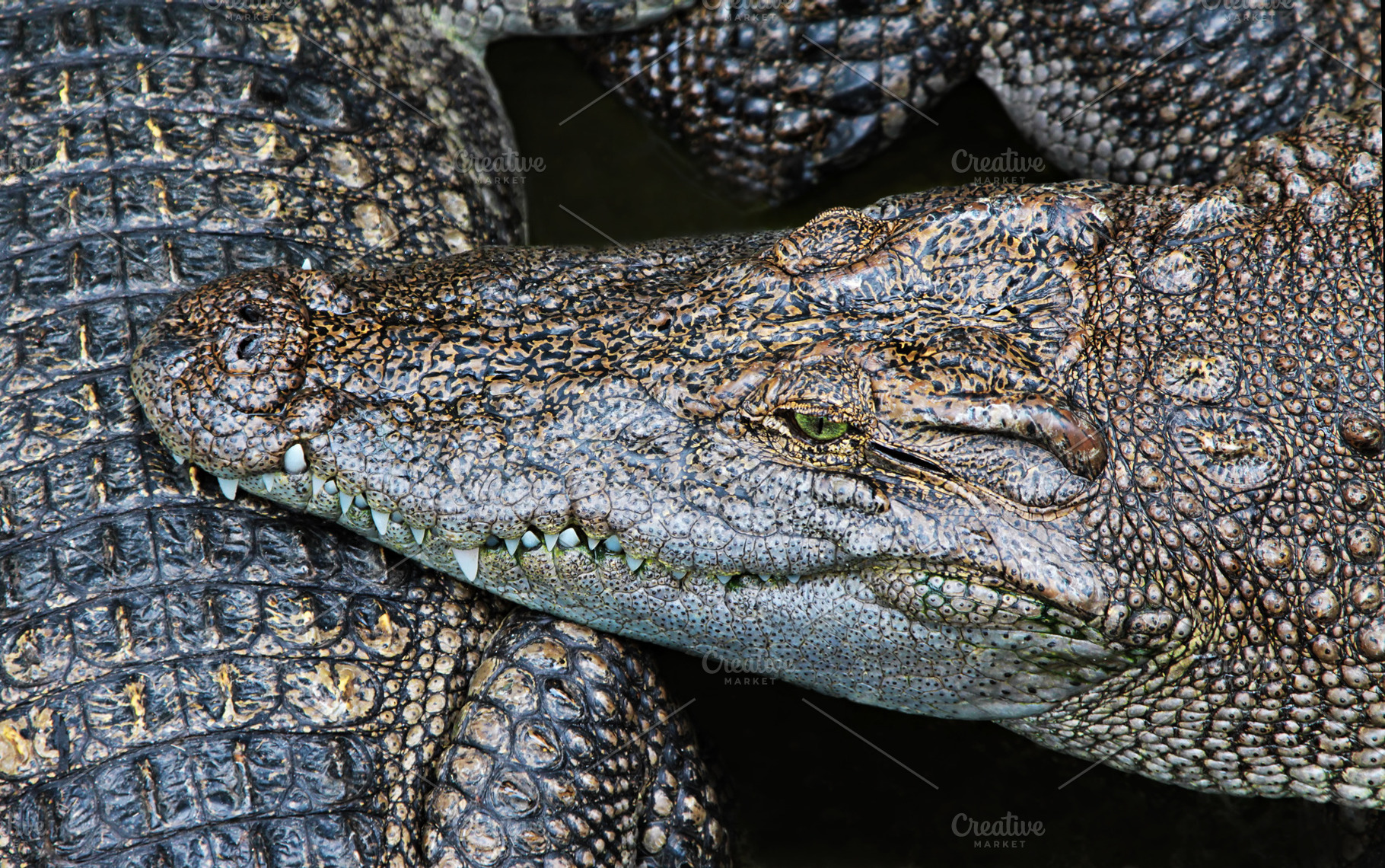 Crocodile close-up, a Photo by saiko3p