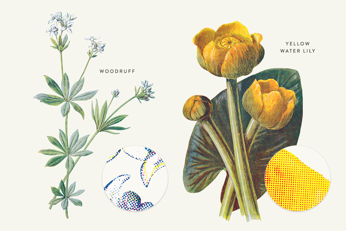 Vintage Flower Illustrations Bundle, an Illustration by Greta Ivy (Photo 53 of 62)
