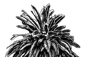 Palm tree front view isolated graphic, a Decorative Illustration by DanFLCreativo