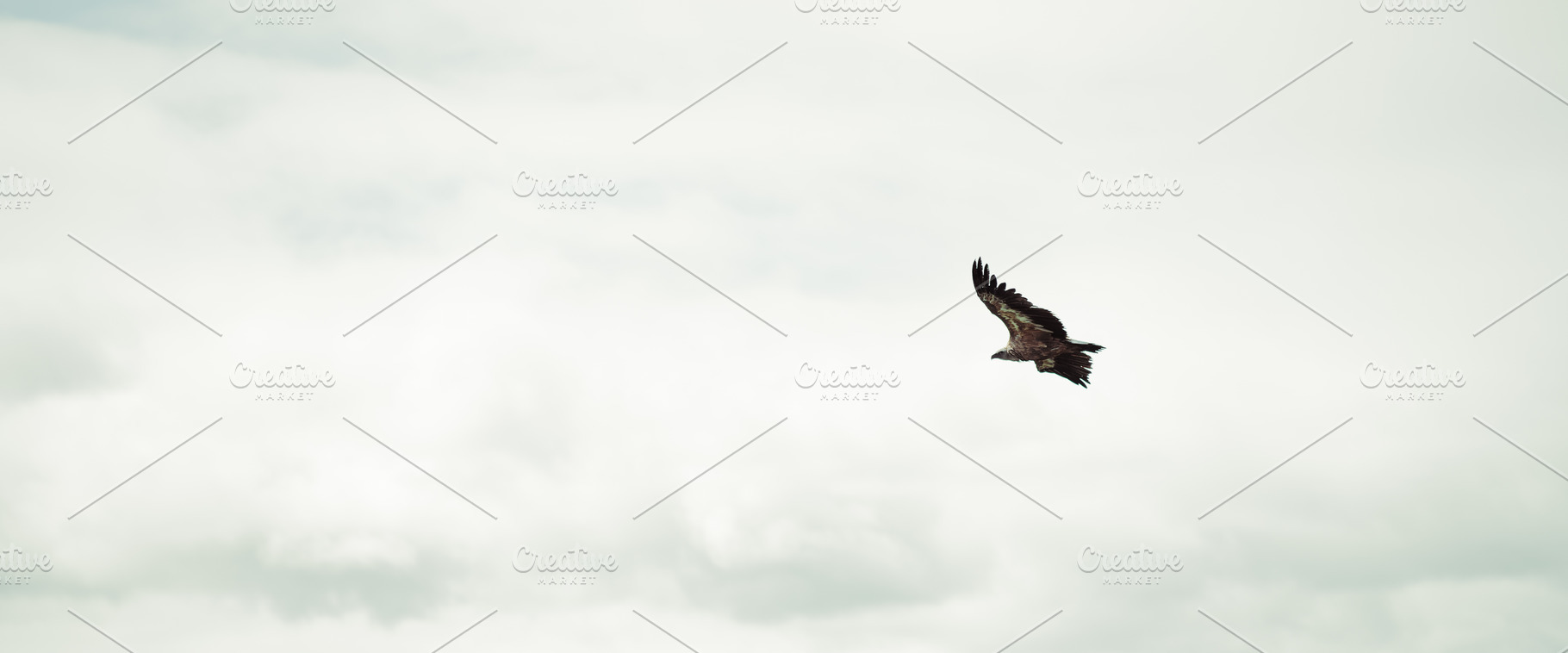 Griffon Vulture In Flight, an Animal Photo by SkyNext