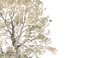 Vintage Tree Sketch Wall Art, a Decorative Illustration by Pink_bloom (Thumbnail 10 of 10)