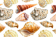 Sea shells, a Texture Illustration by Sundra (Thumbnail 4 of 5)