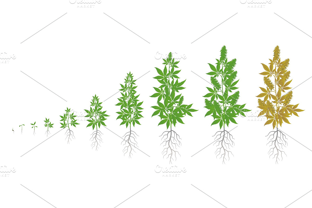 The Growth Cycle of hemp plant, a Healthcare Illustration by Vector ...