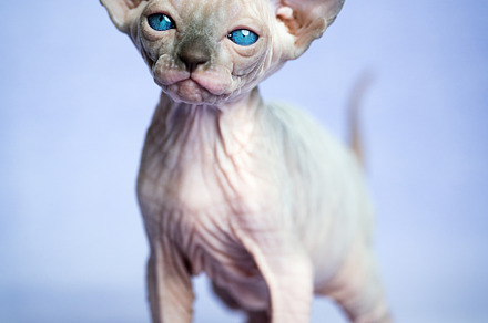 Kitten of Canadian Sphynx Cat breed, an Animal Photo by Alexander-Piragis