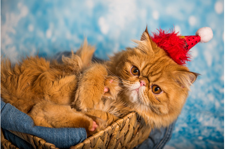 Angry cat in red Santa Claus hat on, an Animal Photo by COLORFUL