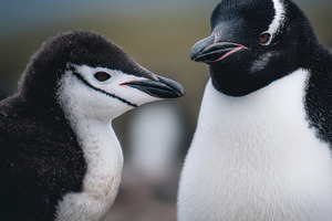 Close-Up of Penguins in Antarctica, an Animal Photo by Virgo Studio