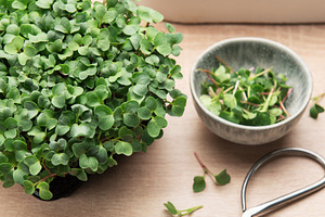 Microgreens growing in a container a, a Photo by Olena Rudo