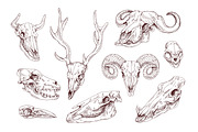 Hand drawn animal & bird skulls set, an Animal Illustration by Good Studio (Thumbnail 2 of 2)