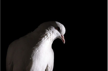 white dove in the dark close-up, an Animal Photo by Pakosta
