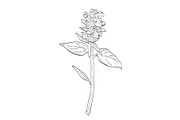 Common Self-Heal Wild Plant Drawing, an Object Illustration by patrimonio (Thumbnail 1 of 3)