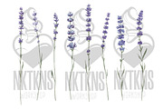 Lavender watercolor flower clipart., a Decorative Illustration by NKTKNS (Thumbnail 3 of 7)