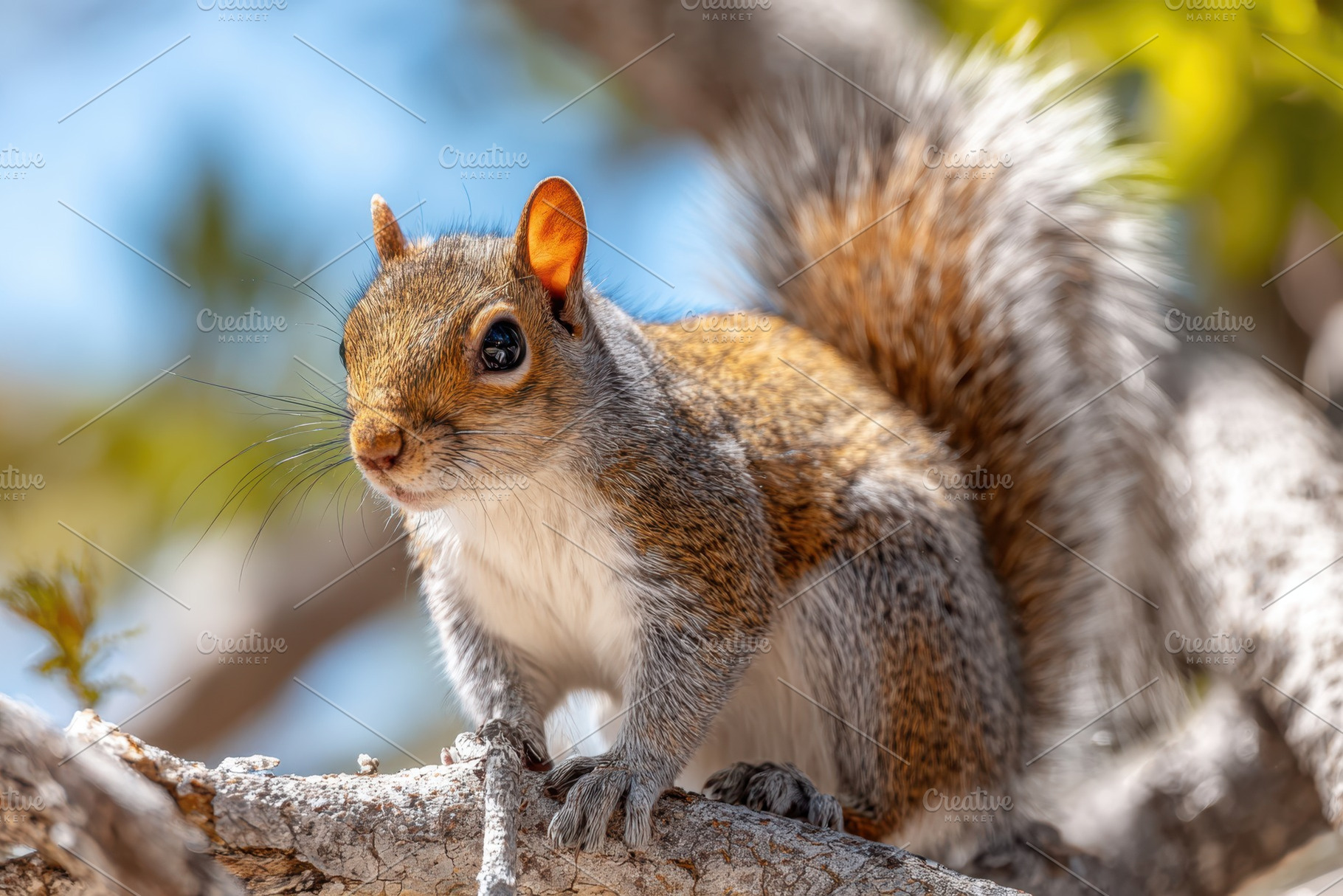 Red squirrel perched on a branch in soft light, an Animal Photo by AlyaAnd