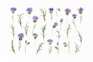 Watercolor Thistles Flowers