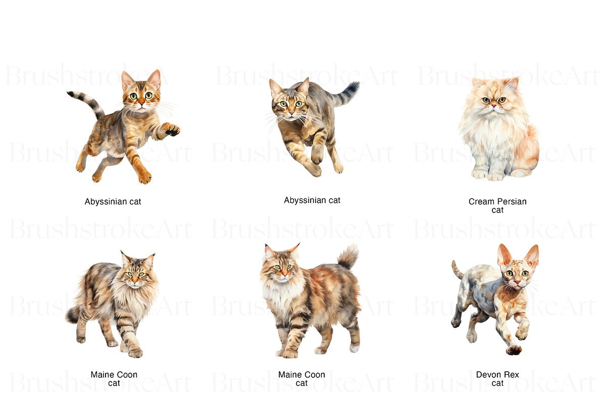 Purebred Cats Clipart, Cat Breeds, an Animal Illustration by BrushstrokeArtGB (Photo 3 of 9)
