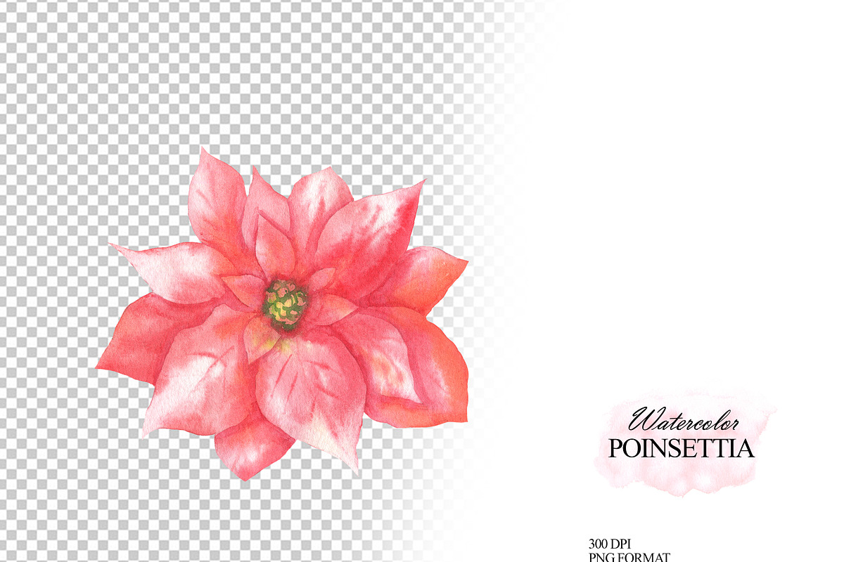 Watercolor poinsettia clipart, an Illustration by OlDm_Shop (Photo 6 of 10)